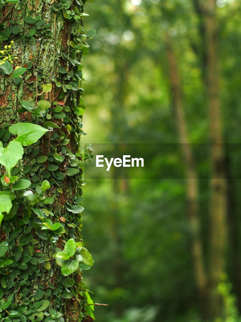 Close-up of tree trunk