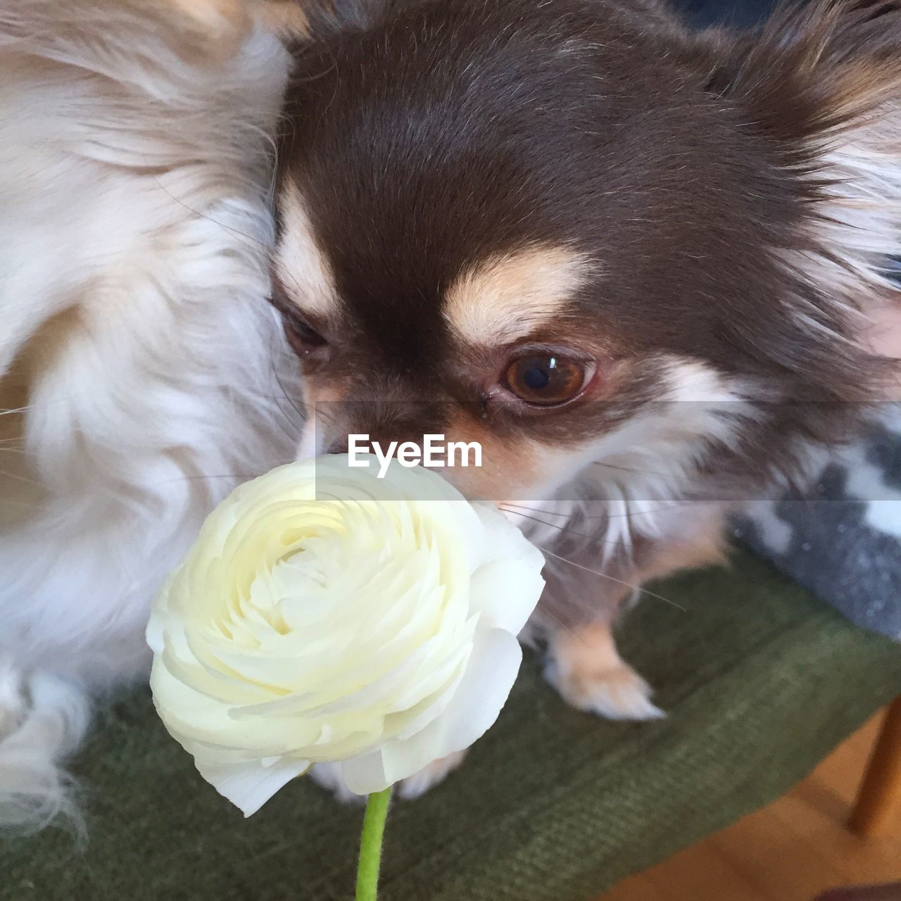 Close-up of chihuahua dog smelling white rose flower