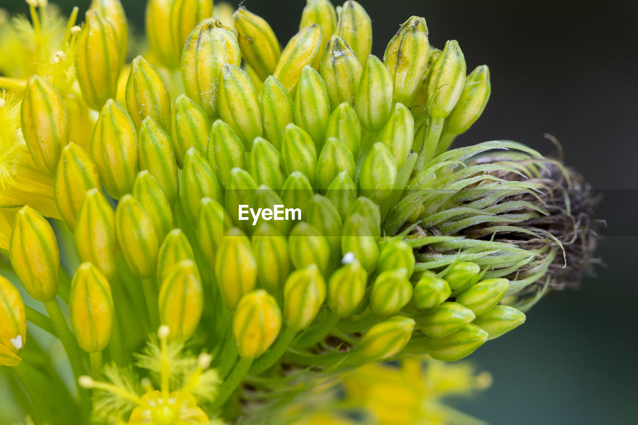 Close-up of succulent plant growing outdoors