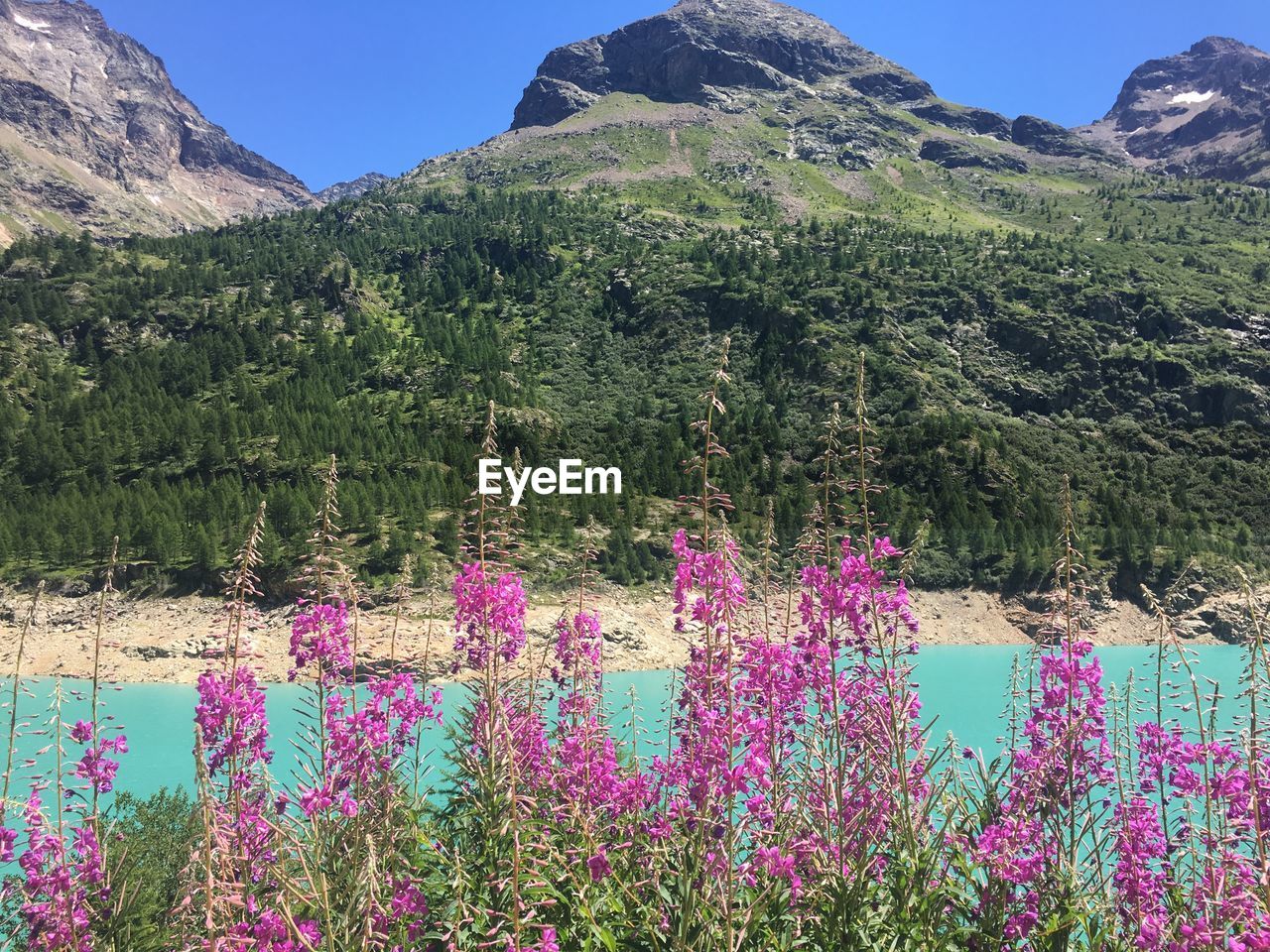 Purple flowering plants by mountains against sky