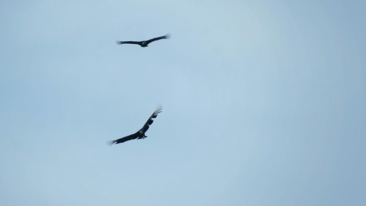 LOW ANGLE VIEW OF BIRDS FLYING