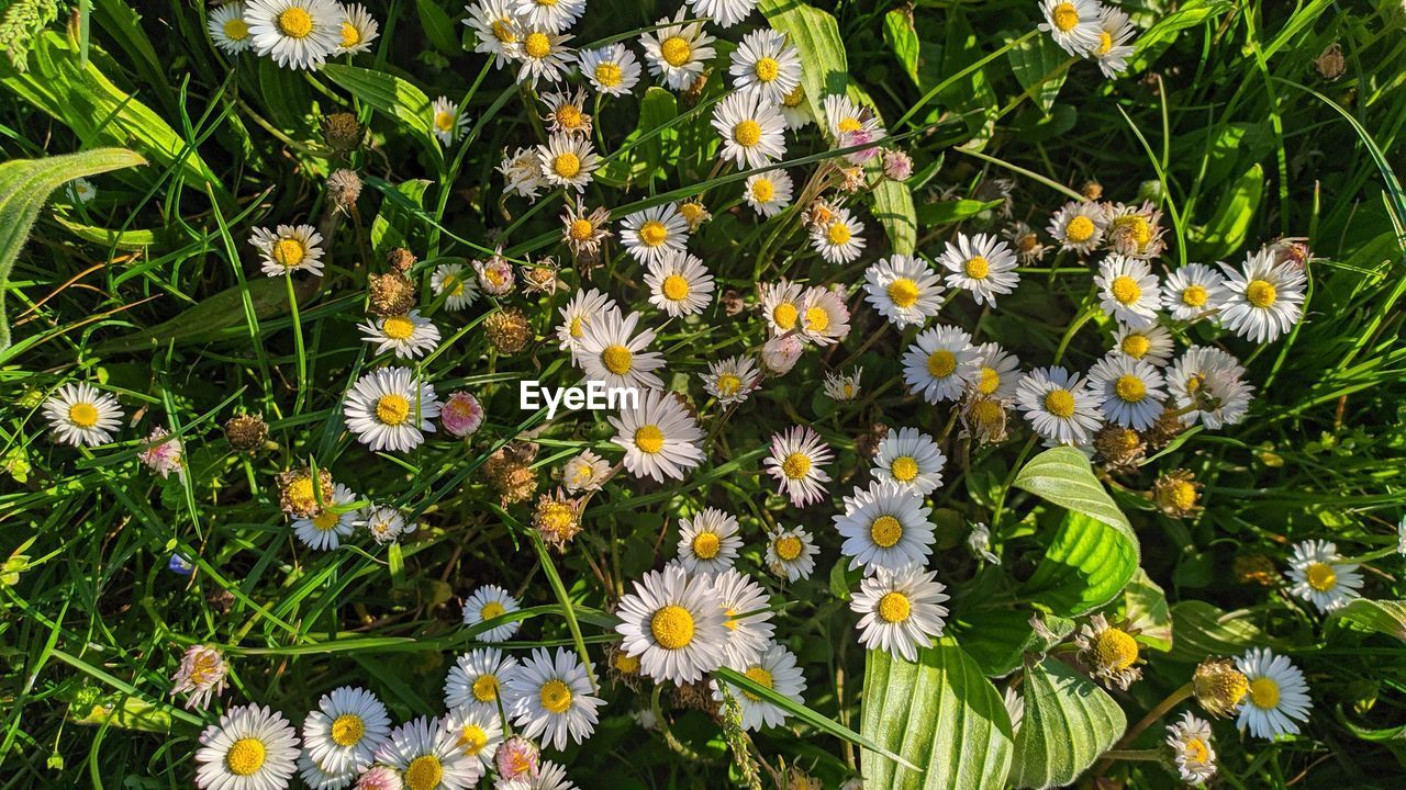 HIGH ANGLE VIEW OF YELLOW FLOWERING PLANTS ON FIELD