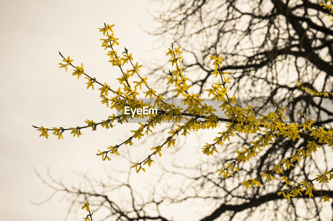 Low angle view of branches on tree