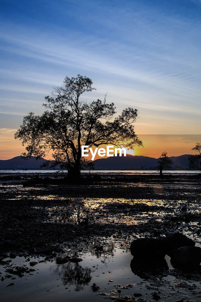 SILHOUETTE TREES ON SHORE AGAINST SKY DURING SUNSET