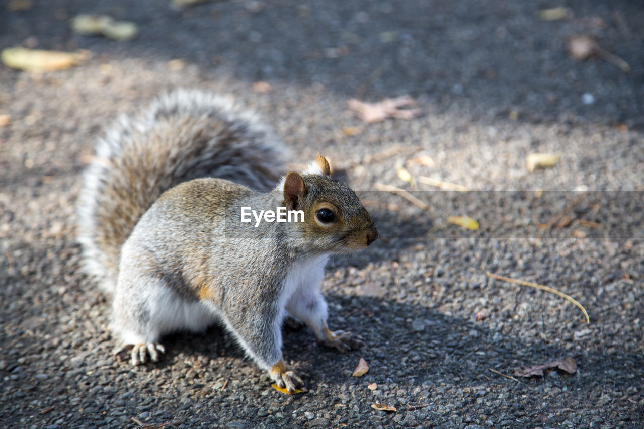animal, animal themes, squirrel, rodent, animal wildlife, one animal, mammal, wildlife, nature, whiskers, eating, chipmunk, no people, close-up, food, day, road, outdoors, focus on foreground, full length, side view, nut, tail