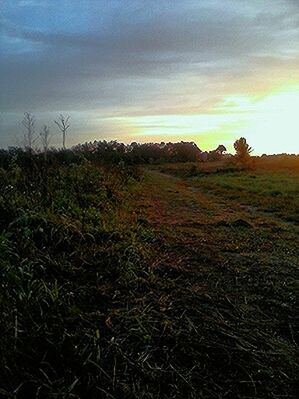 SCENIC VIEW OF GRASSY FIELD AGAINST SKY AT SUNSET