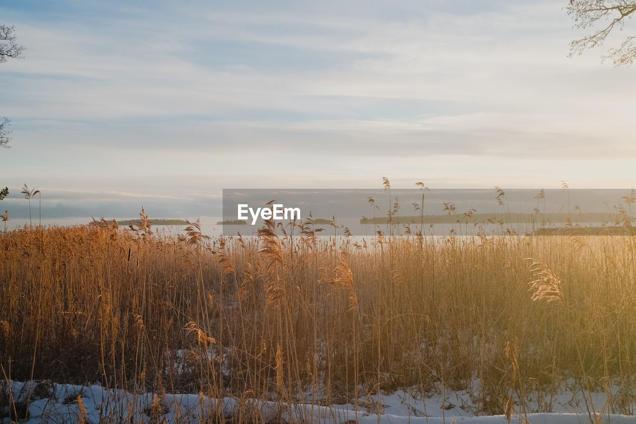 morning, plant, sky, winter, nature, beauty in nature, tranquility, reflection, tranquil scene, scenics - nature, water, cloud, natural environment, land, grass, tree, frost, no people, sunlight, environment, marsh, growth, wetland, non-urban scene, landscape, field, cold temperature, day, rural area, outdoors, idyllic, snow, horizon, dawn, lake, reed, sunrise, beach, autumn