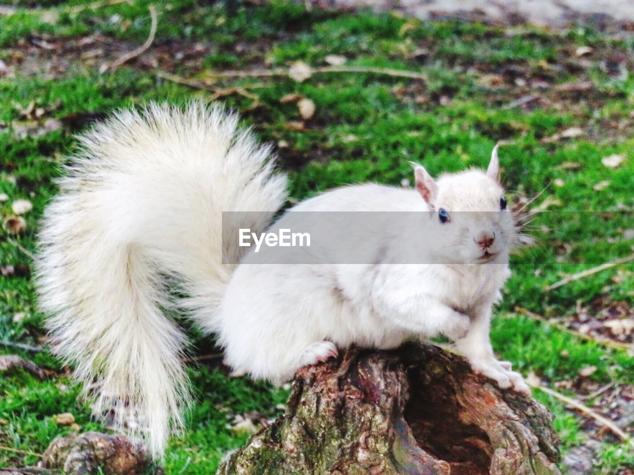 Close-up portrait of squirrel