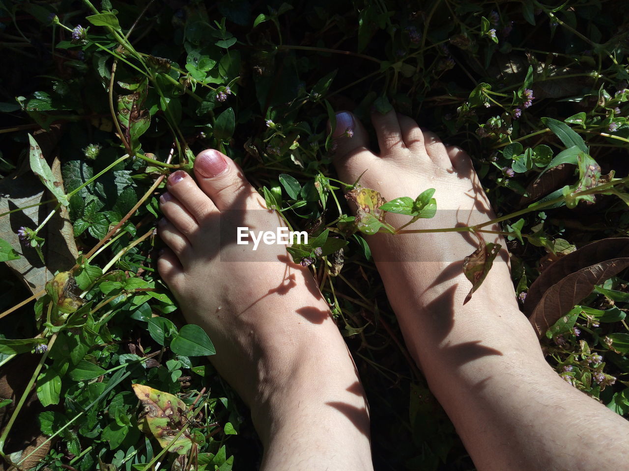 grass, green, plant, nature, personal perspective, human leg, flower, leaf, limb, hand, one person, soil, high angle view, land, lifestyles, adult, jungle, low section, day, growth, human limb, finger, lawn, leisure activity, outdoors, human foot, barefoot, plant part, sunlight, women, tree