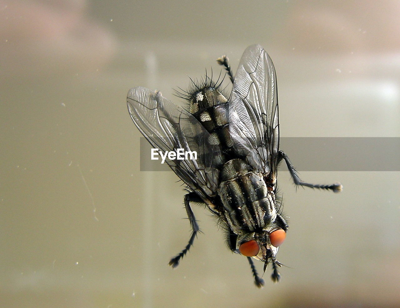 Close-up of housefly on glass