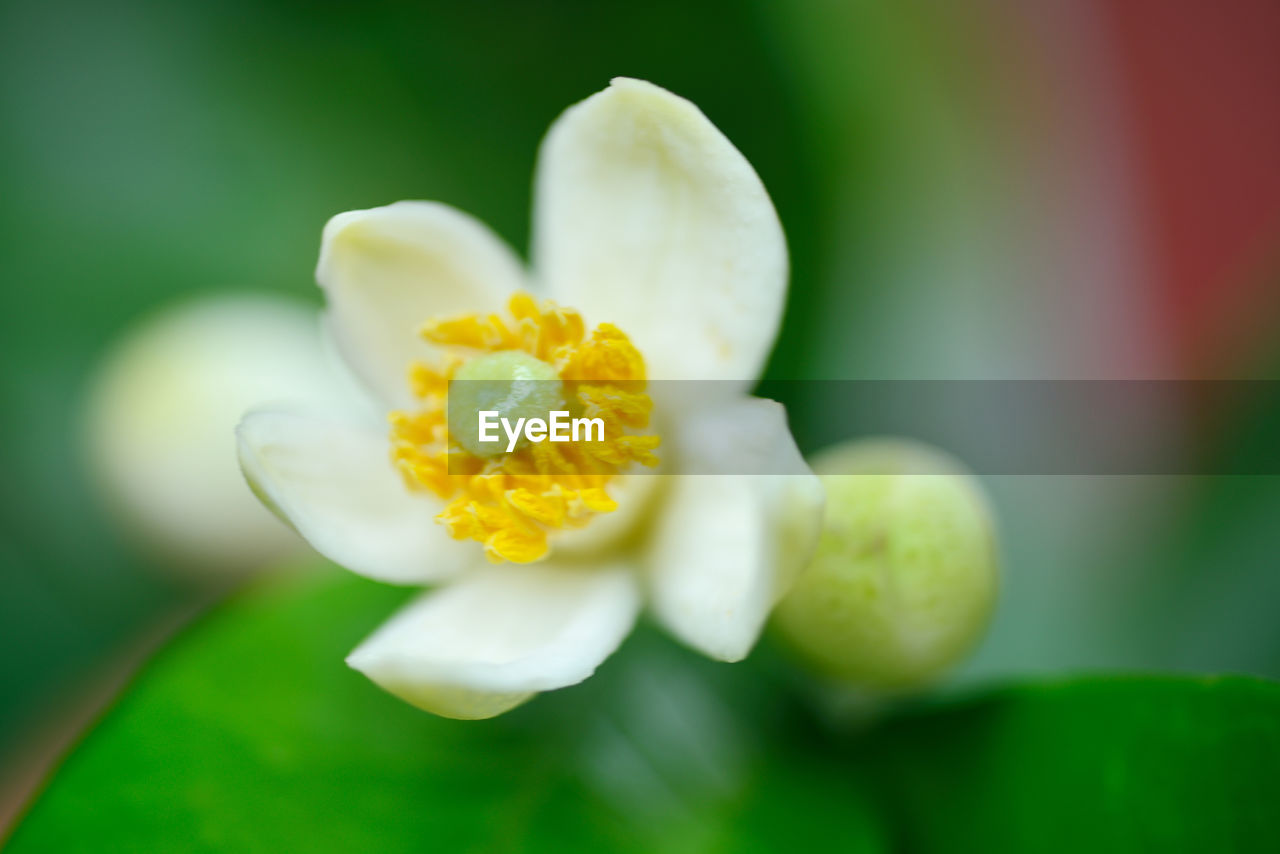 CLOSE-UP OF WHITE FLOWER WITH BUDS