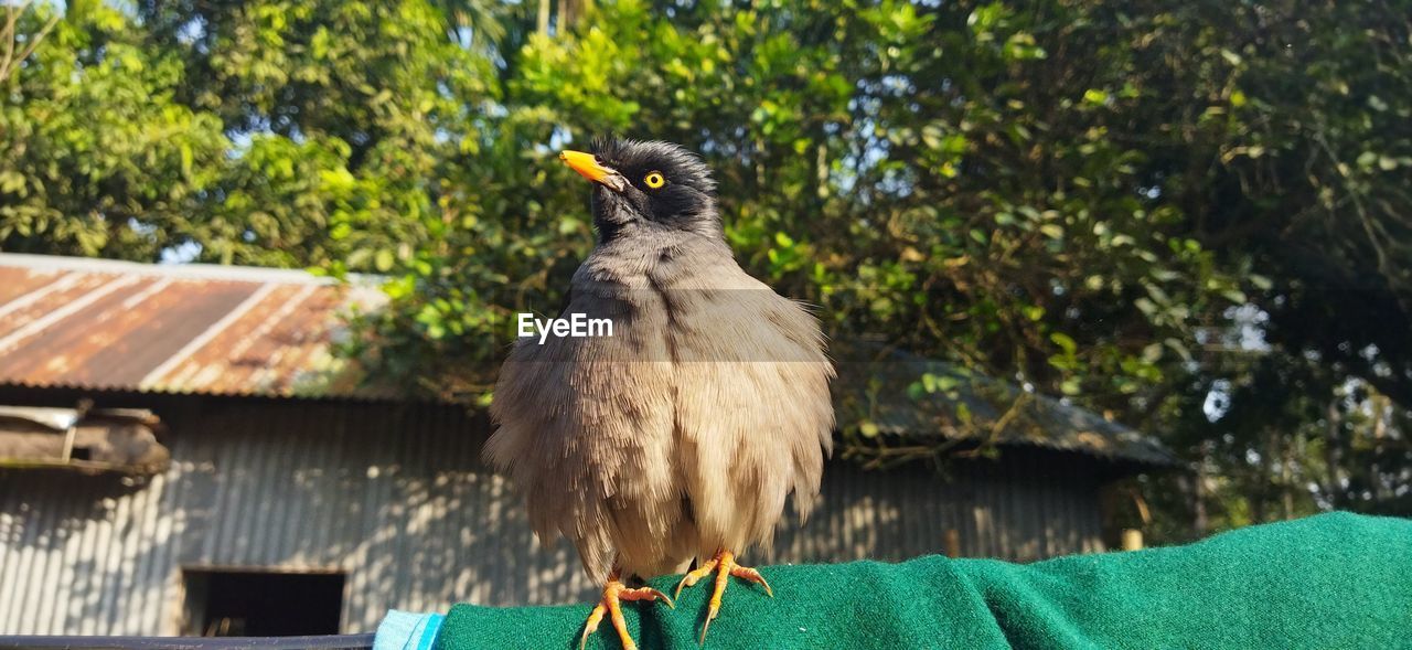 bird, animal themes, animal, animal wildlife, wildlife, one animal, perching, nature, tree, bird of prey, plant, focus on foreground, roof, no people, beak, day, outdoors, falcon