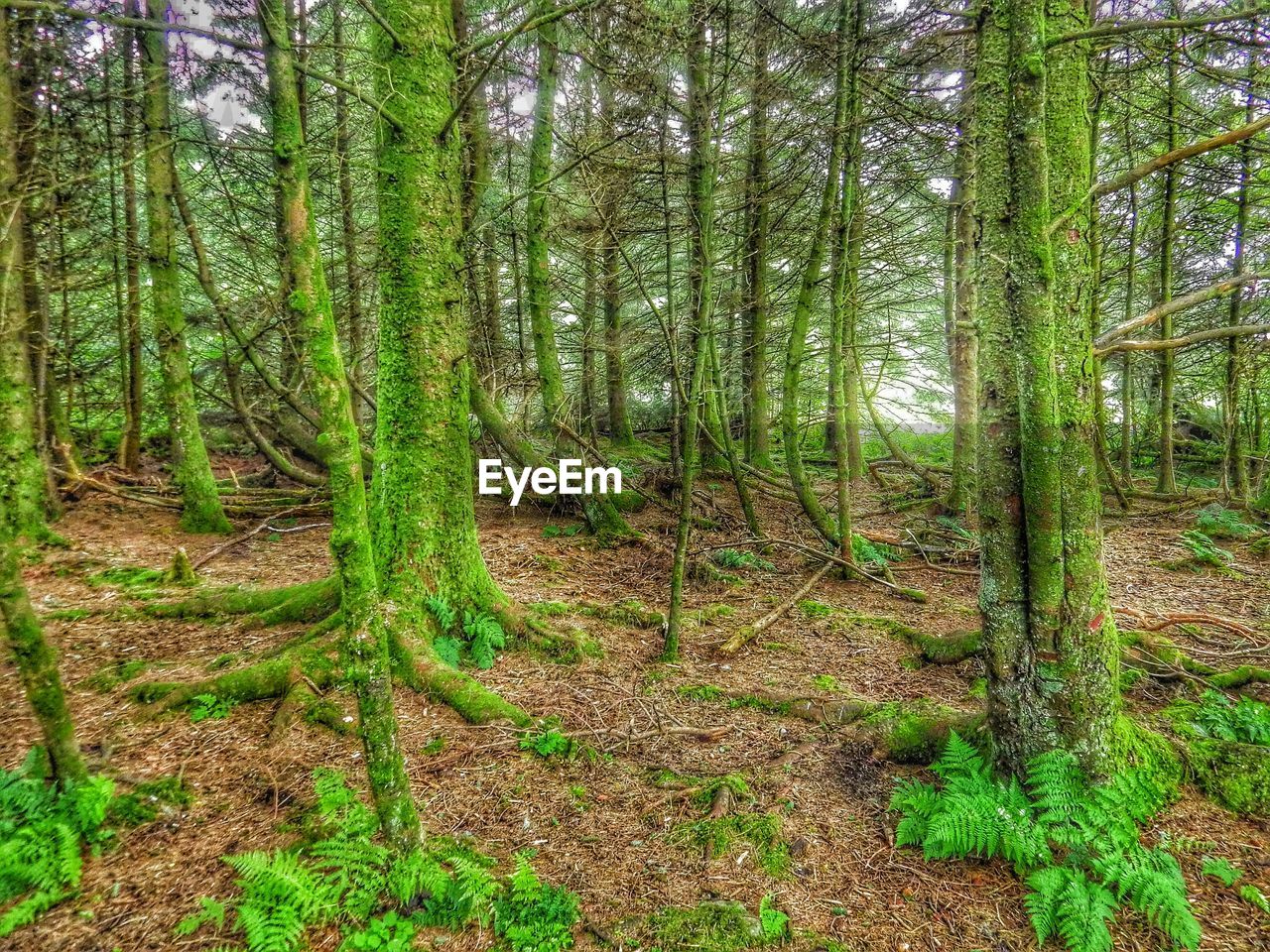 VIEW OF TREES IN FOREST