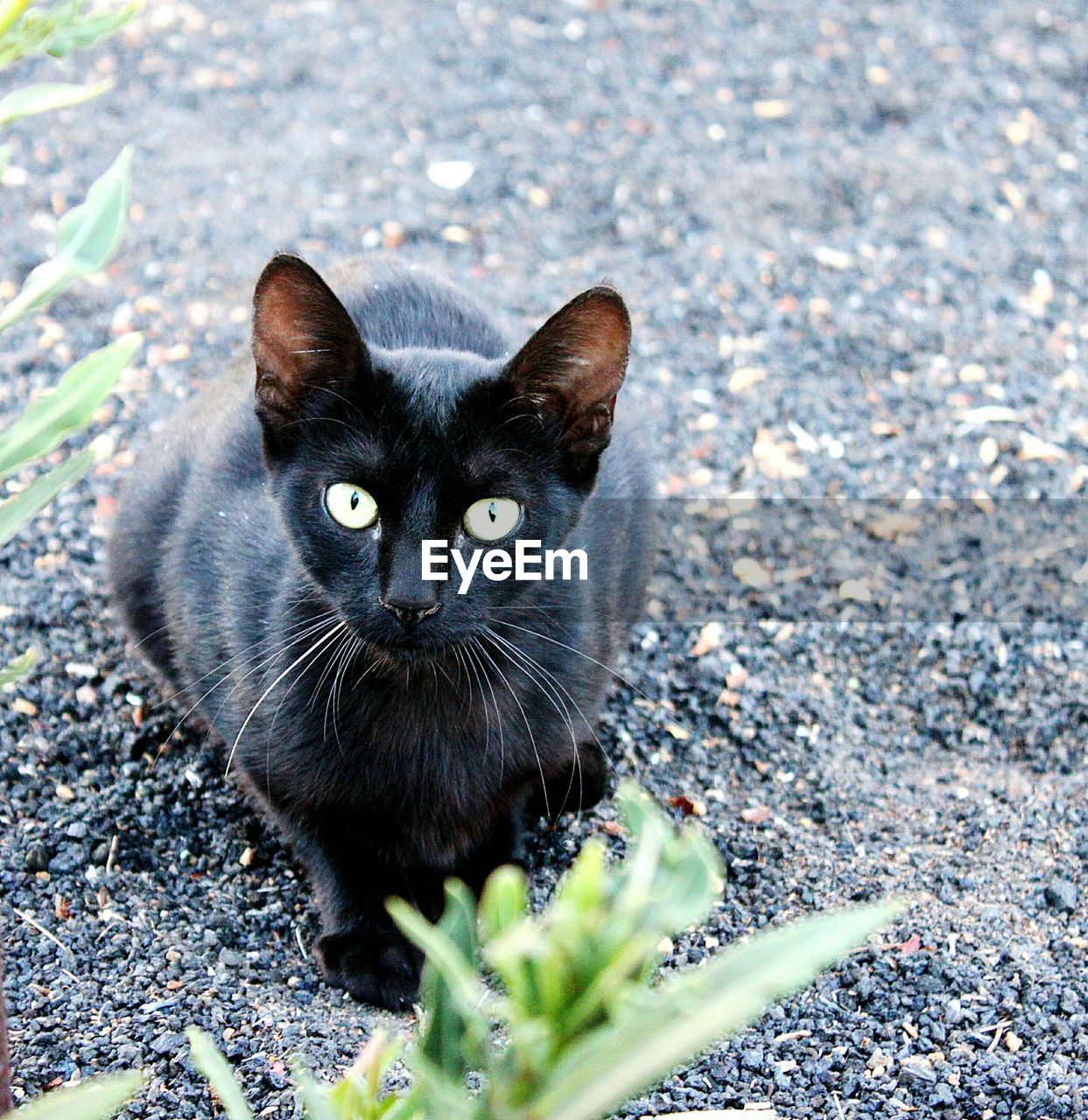 PORTRAIT OF BLACK CAT LYING ON GROUND