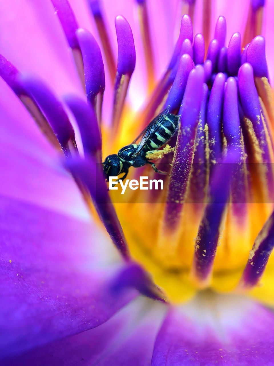 CLOSE-UP OF PURPLE INSECT ON PINK FLOWER