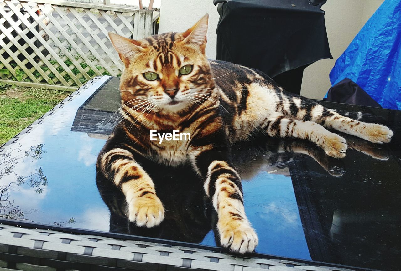 Portrait of cat sitting on glass table