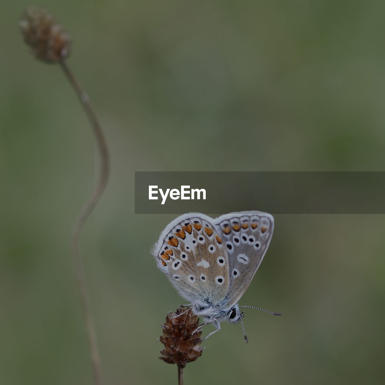 CLOSE-UP OF BUTTERFLY POLLINATING FLOWER