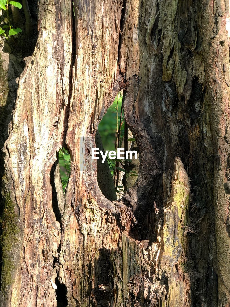 CLOSE-UP OF TREE TRUNK WITH HOLE