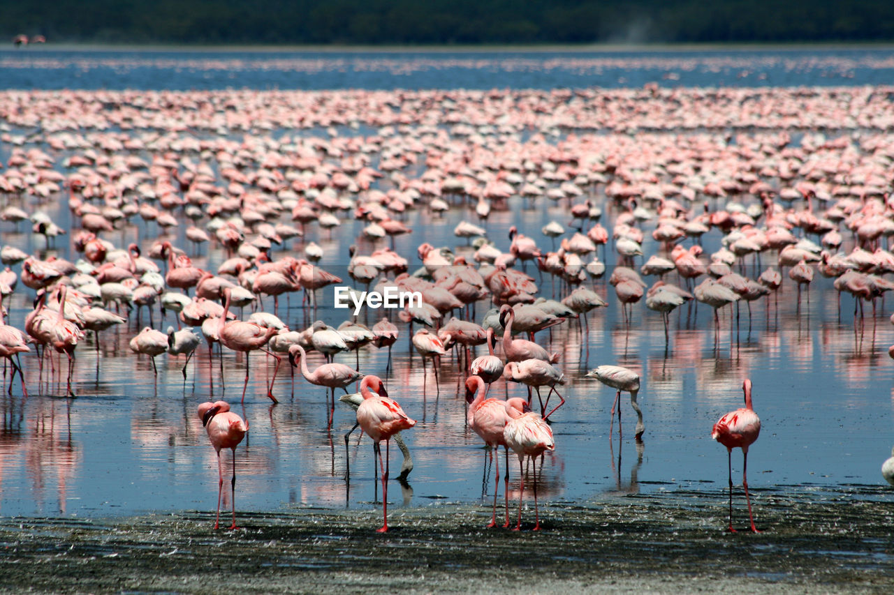 Lots of colorful flamingos in nakuru lake, kenya