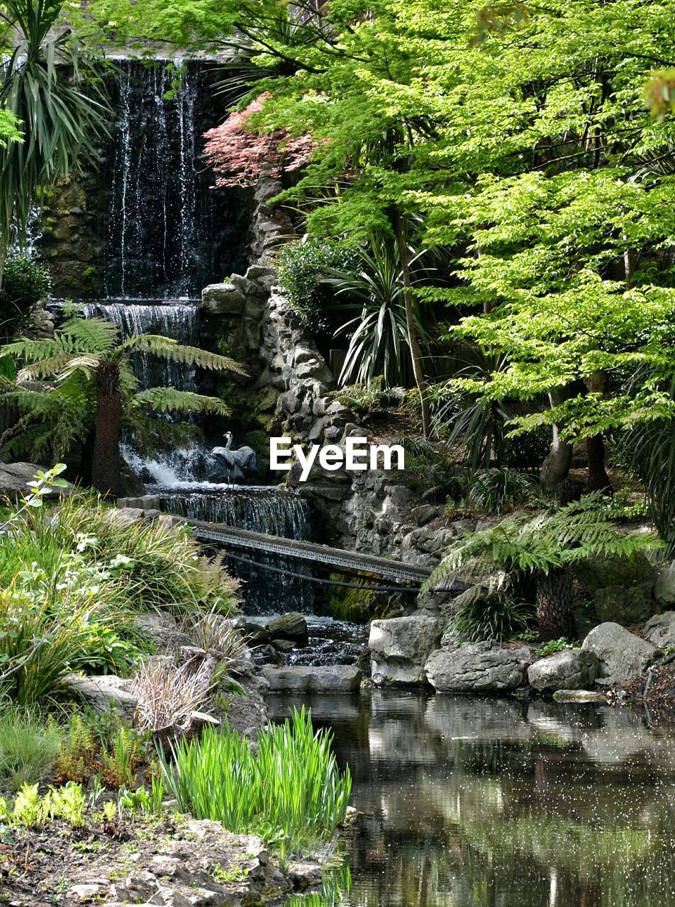 Stream flowing through forest