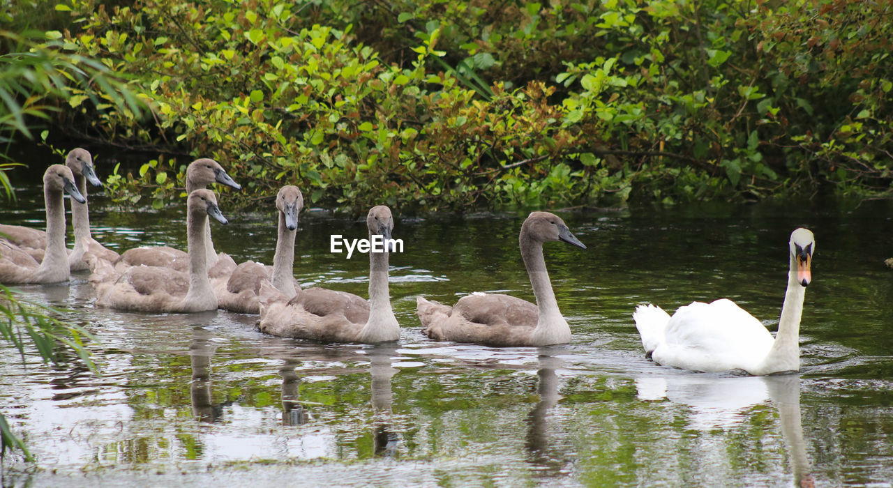 SWANS IN A LAKE