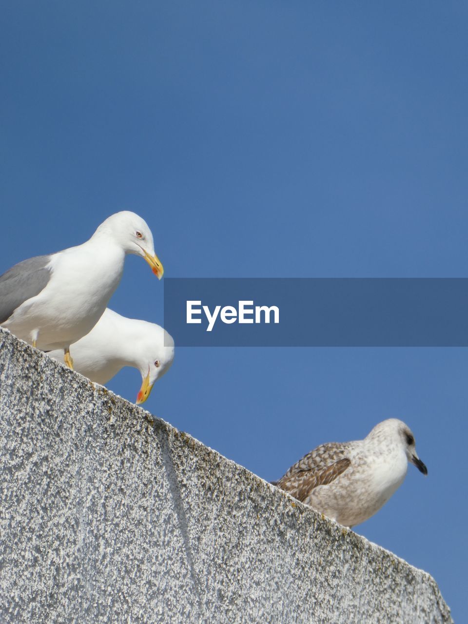 LOW ANGLE VIEW OF SEAGULLS PERCHING ON A BIRD