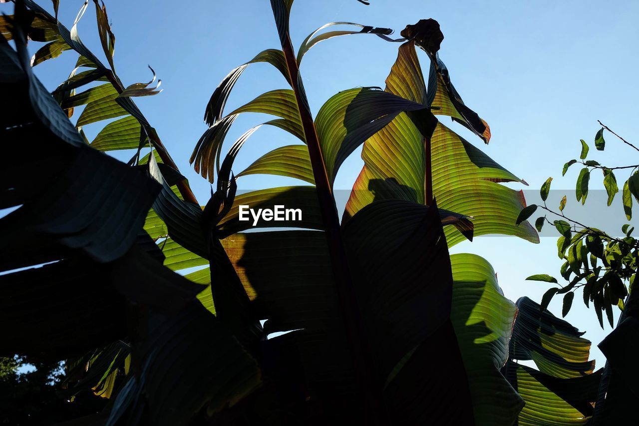 LOW ANGLE VIEW OF PALM TREE