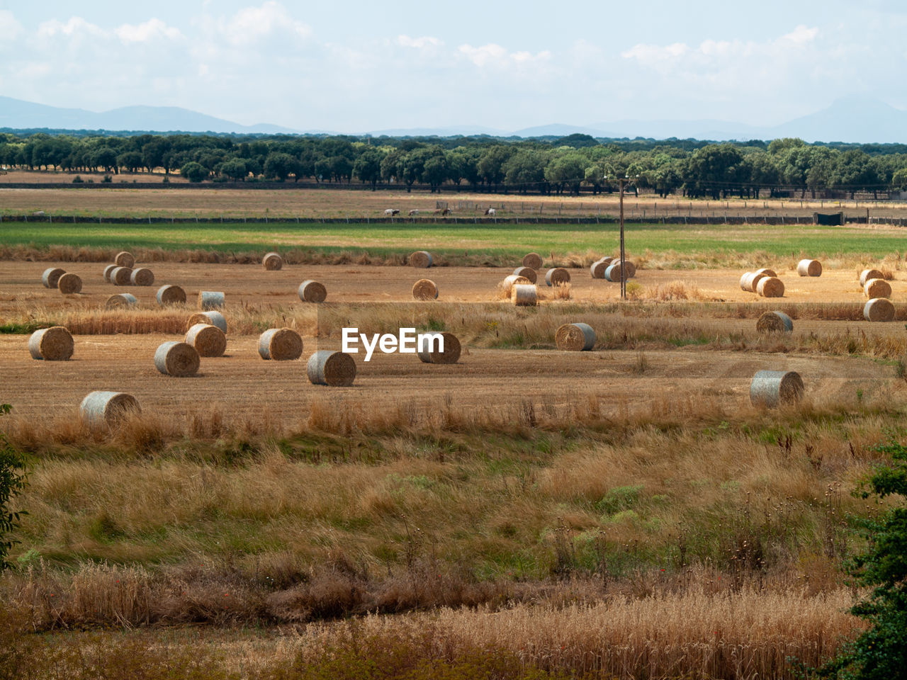 FLOCK OF SHEEP IN FIELD