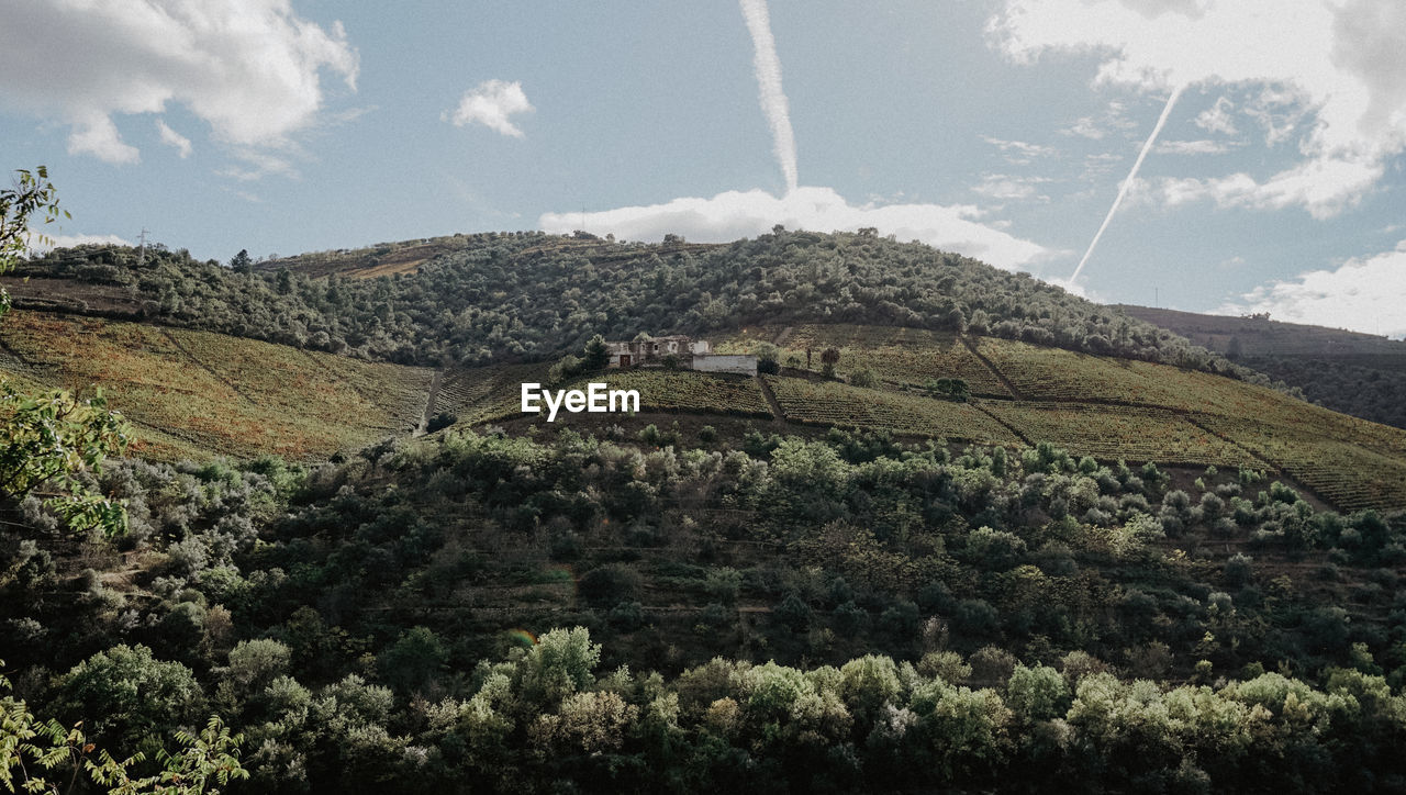 SCENIC VIEW OF LANDSCAPE
