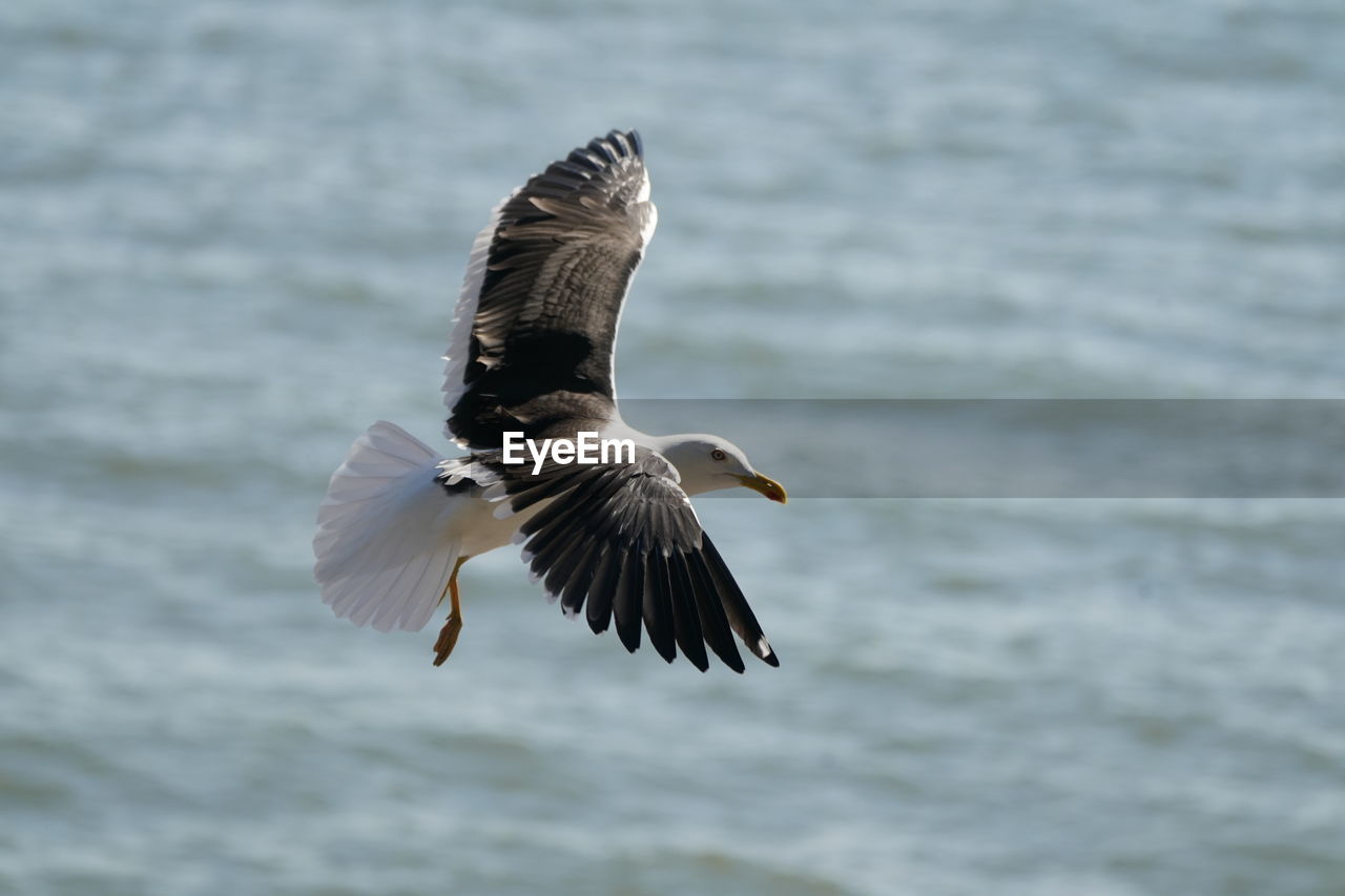 SEAGULL FLYING IN THE SEA