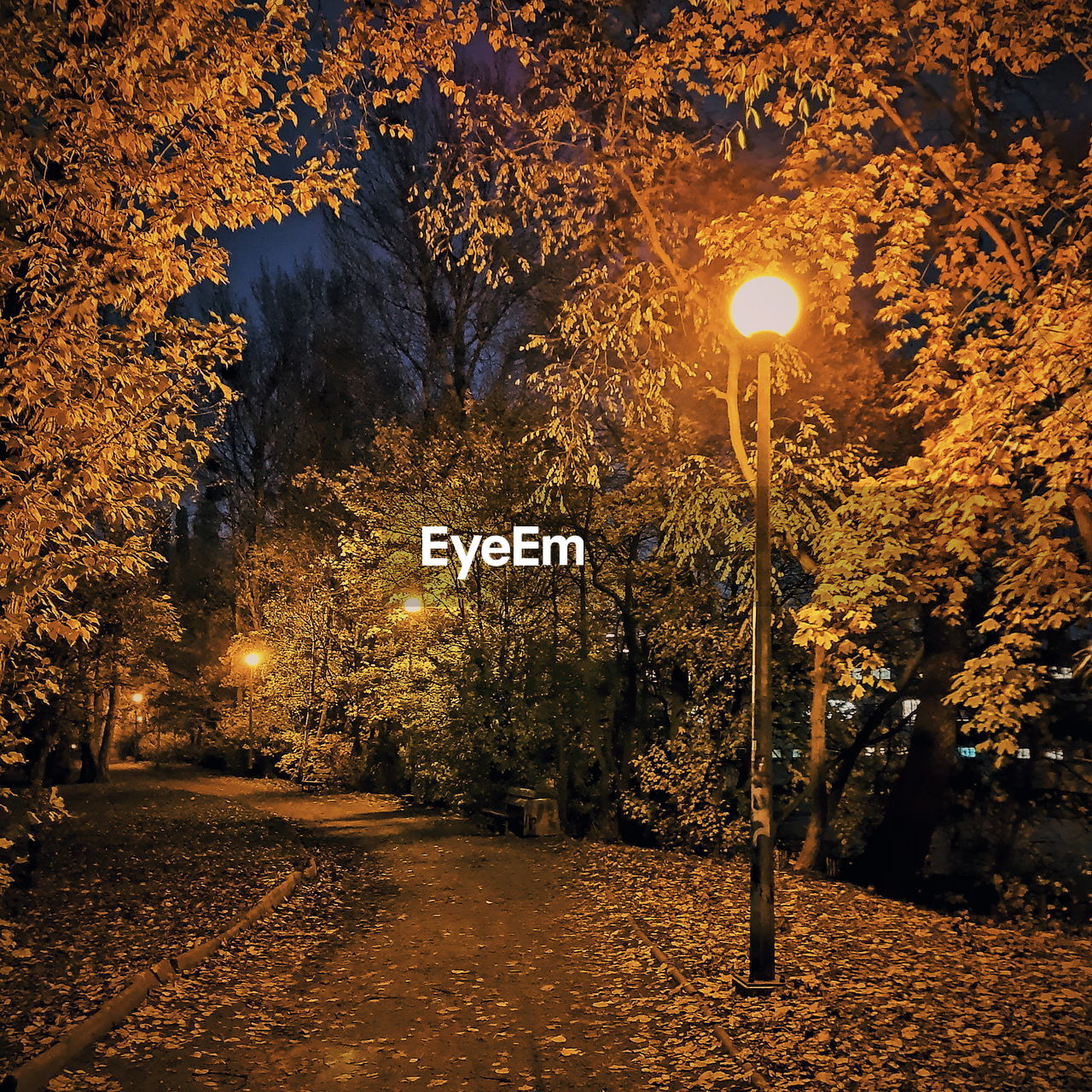 Illuminated street lights in park during autumn