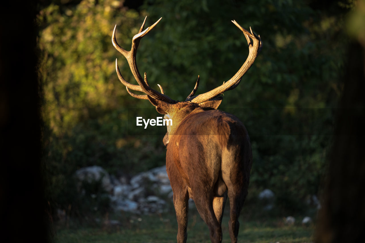 Deer standing on field