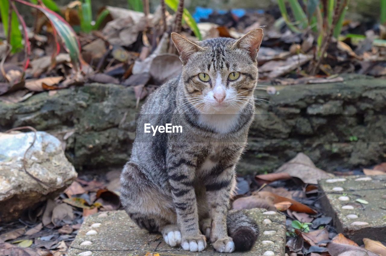 PORTRAIT OF TABBY CAT OUTDOORS