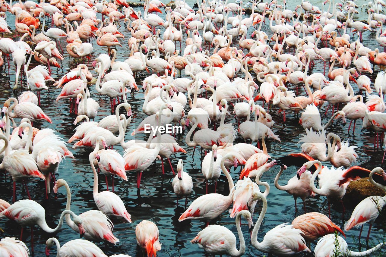 High angle view of flamingoes in lake
