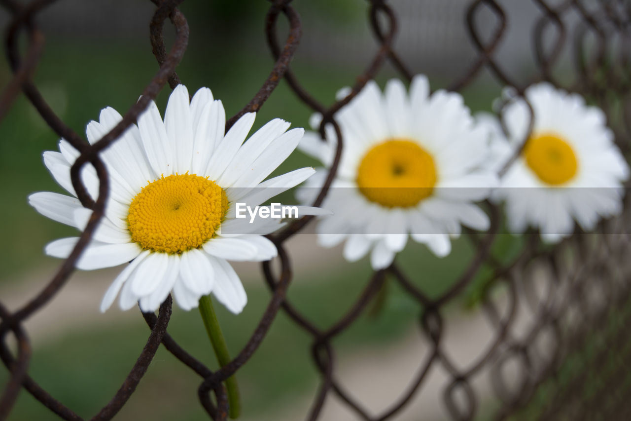 Close-up of white flowering plant