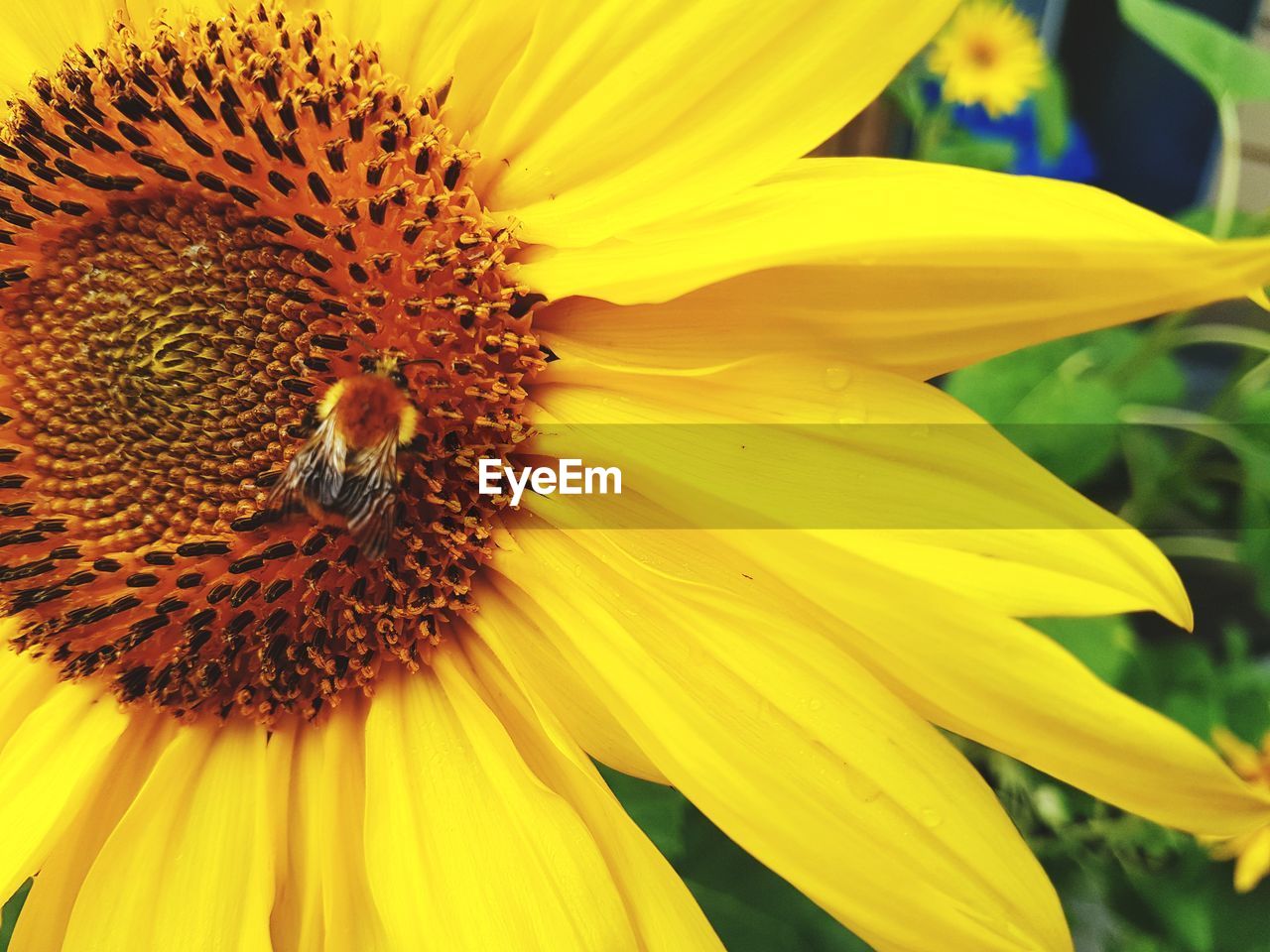 CLOSE-UP OF YELLOW SUNFLOWER