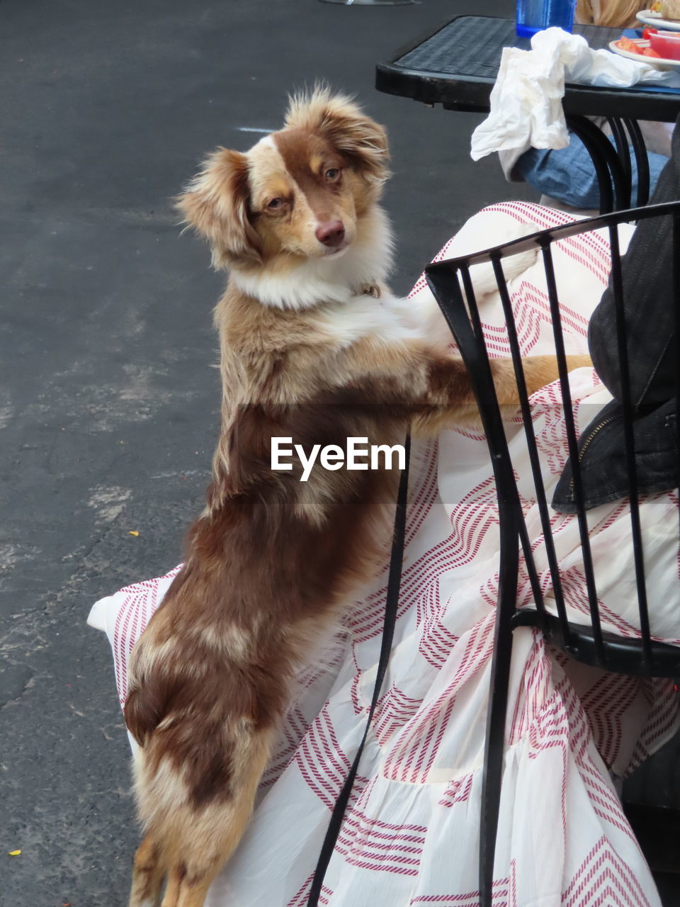 CLOSE-UP OF DOG LOOKING AWAY WHILE SITTING ON CARPET