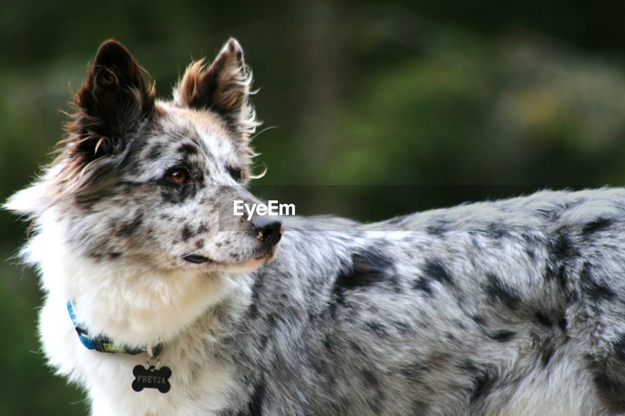 one animal, animal themes, animal, pet, mammal, dog, canine, domestic animals, looking, animal hair, no people, border collie, animal body part, portrait, focus on foreground, cute, australian cattle dog, purebred dog, nature, collar, outdoors, pet collar, wolfdog, looking away