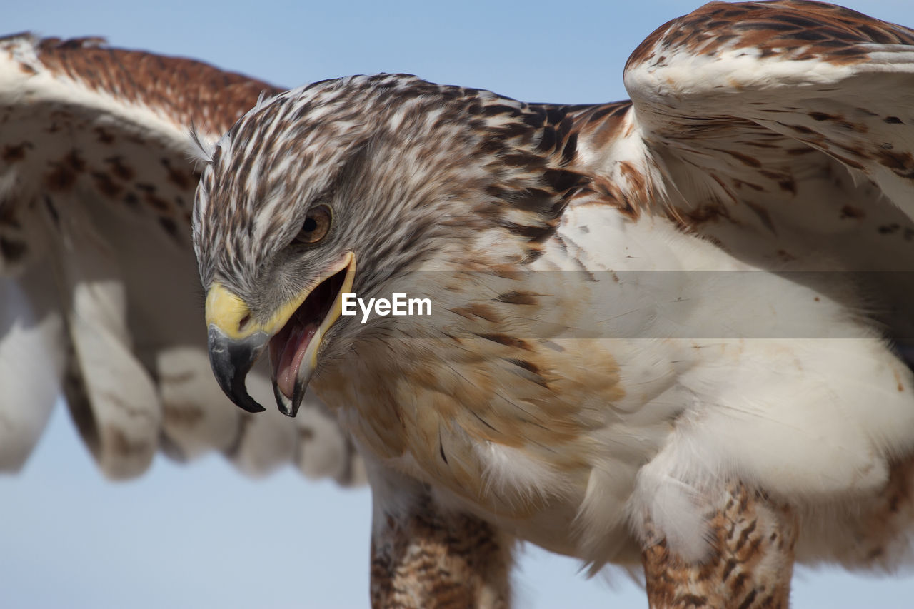 CLOSE-UP OF EAGLE OUTDOORS