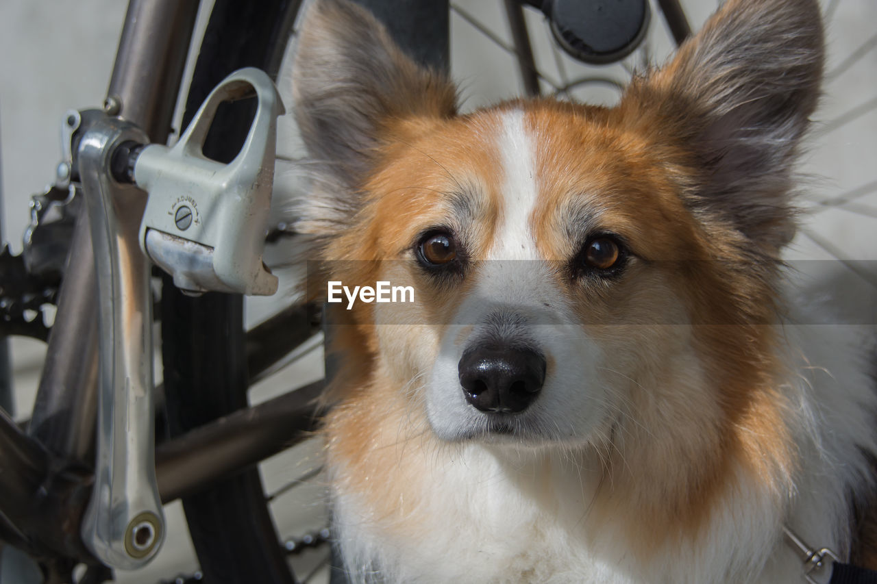 Close-up portrait of dog