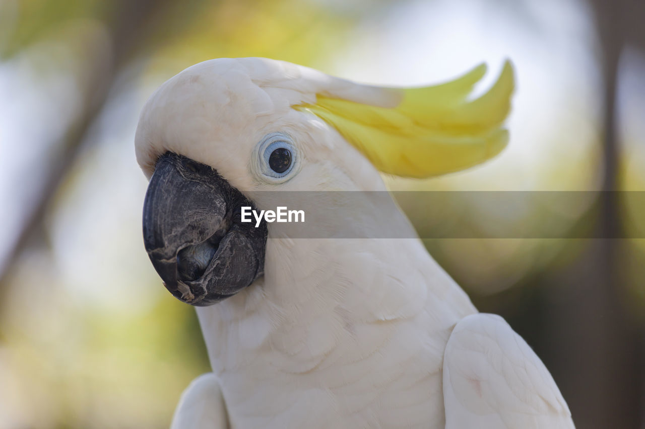 Close-up of cockatoo