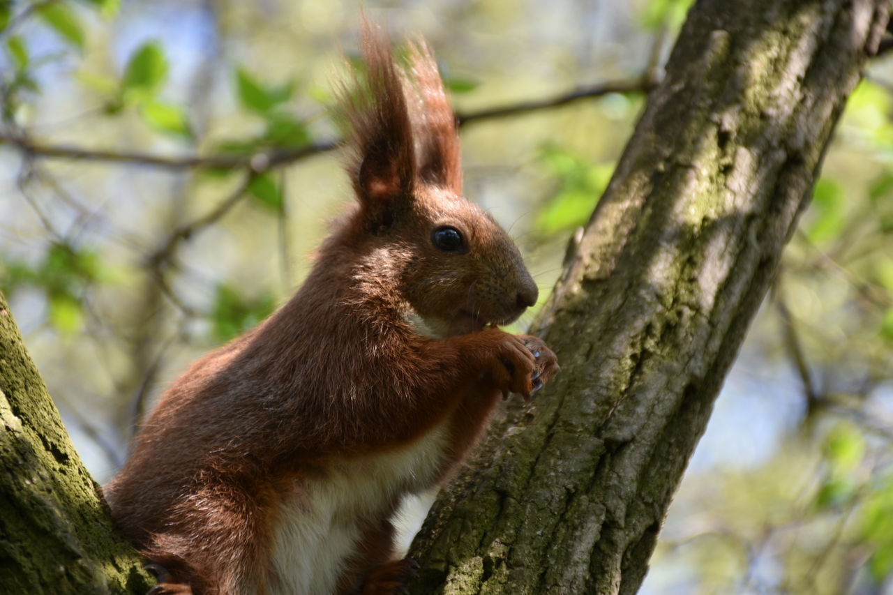 Close-up of eurasian red squirrel on tree