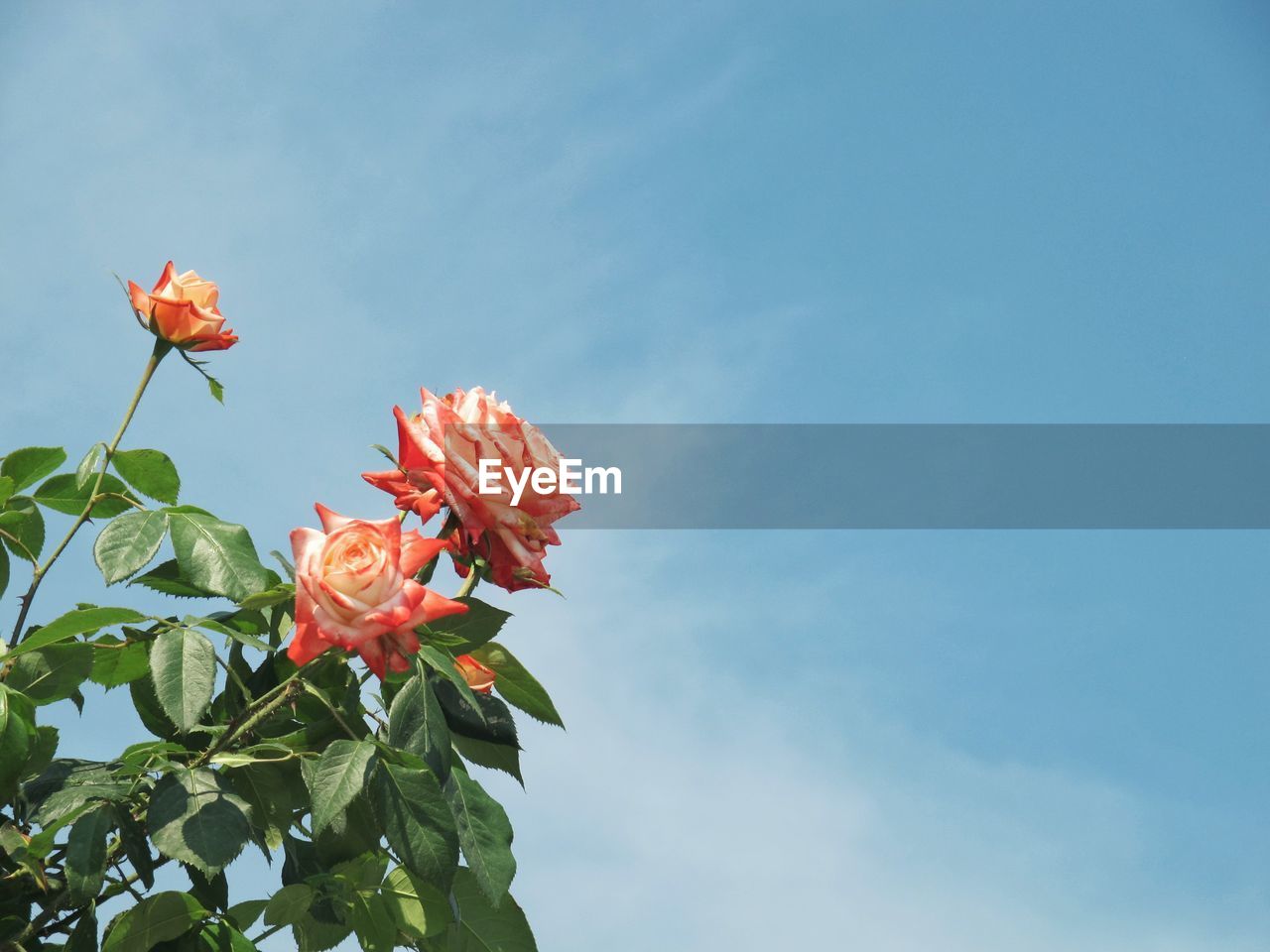 CLOSE-UP OF RED FLOWERING PLANT AGAINST SKY