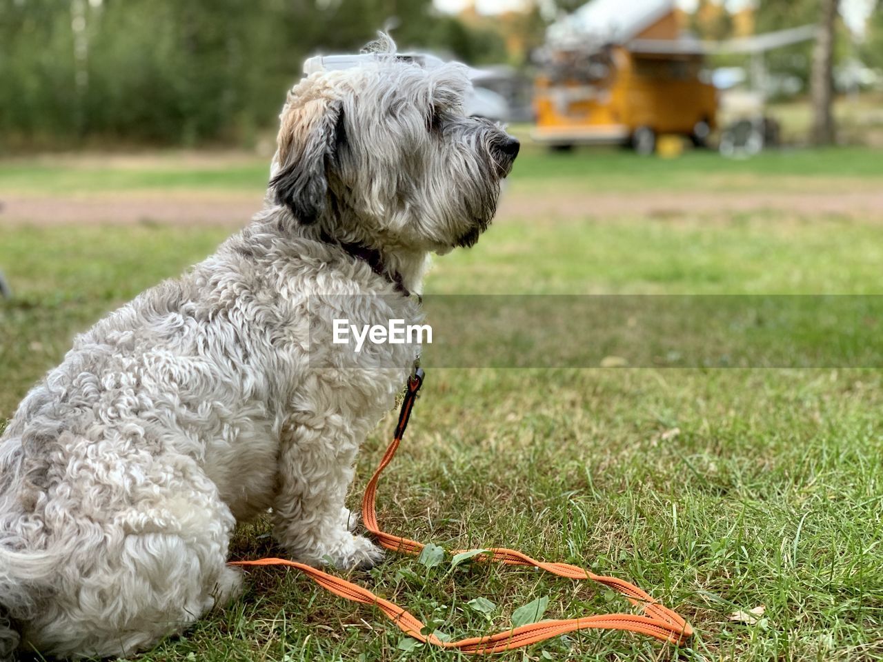 Dog sitting on grass in field on a camping 