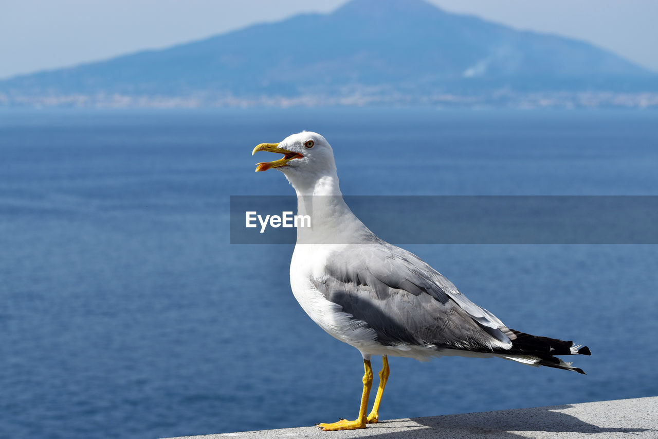 animal themes, bird, animal, animal wildlife, wildlife, one animal, gull, water, european herring gull, seabird, sea, nature, seagull, perching, day, no people, side view, great black-backed gull, focus on foreground, beak, beauty in nature, full length, mountain, outdoors, sky, sunlight