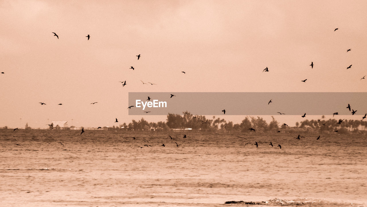 FLOCK OF BIRDS FLYING IN SKY