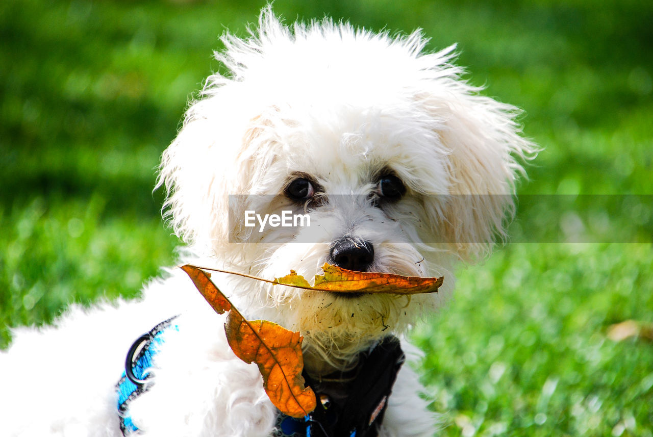 CLOSE-UP OF DOG STICKING OUT TONGUE GRASS