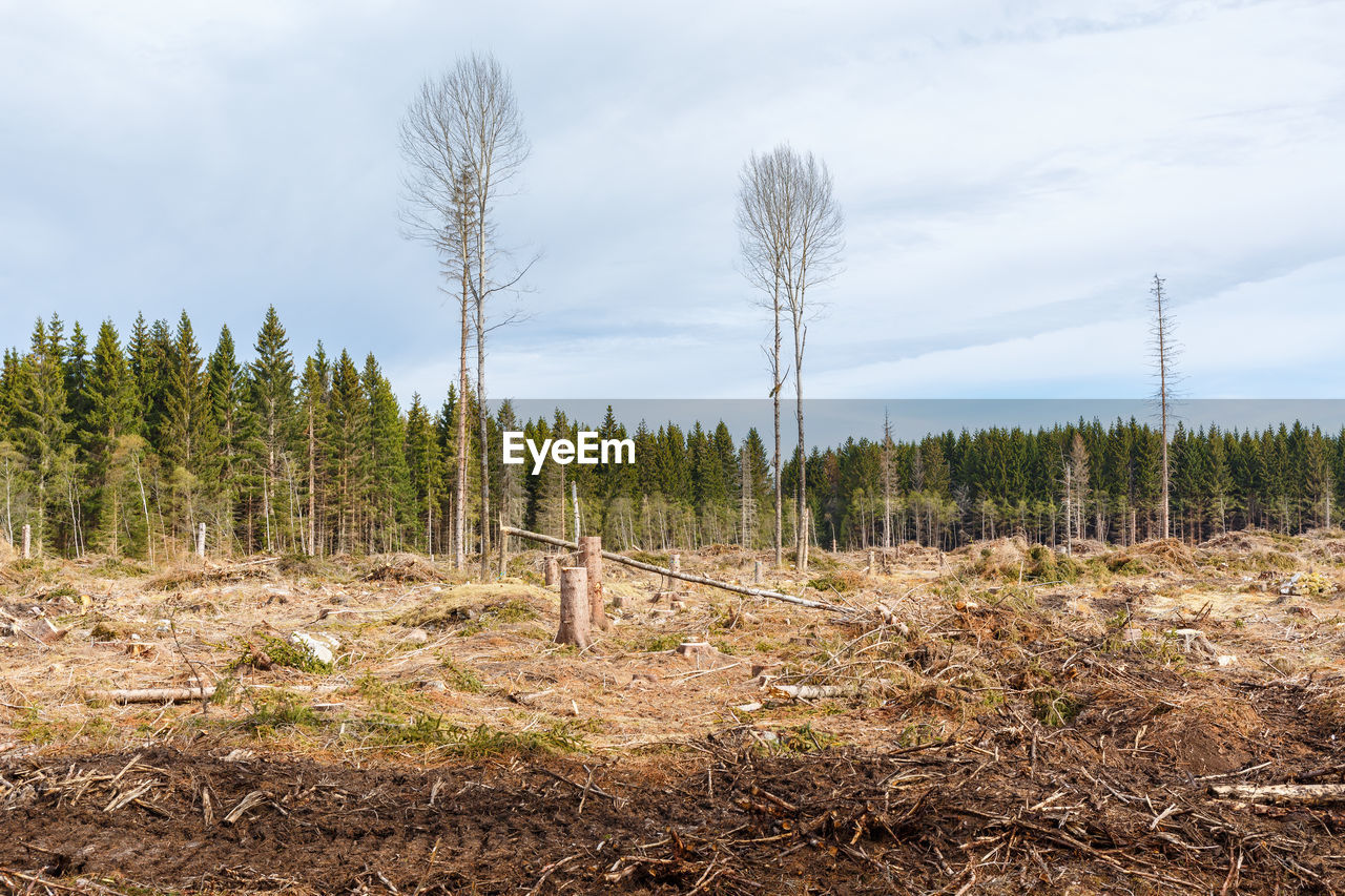 Clearcutting in a spruce tree forest