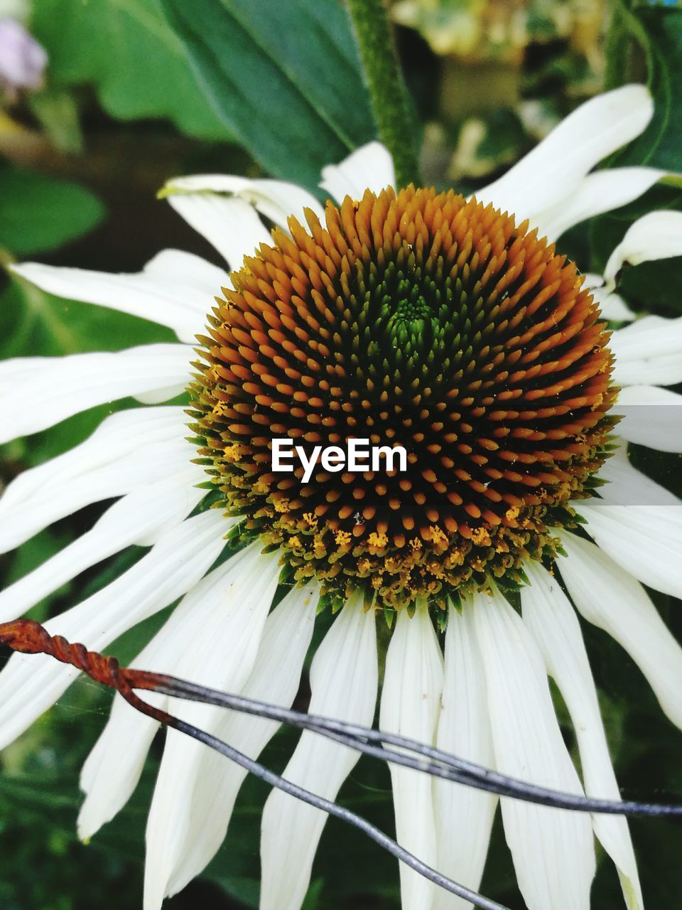 CLOSE-UP OF WHITE FLOWERS BLOOMING