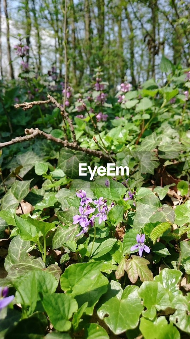 CLOSE-UP OF PURPLE FLOWERS BLOOMING